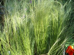 Kavyl péřovitý 'Ponytails' - Stipa tenuissima 'Ponytails'
