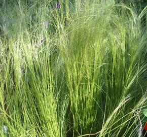 Kavyl péřovitý 'Ponytails' - Stipa tenuissima 'Ponytails'