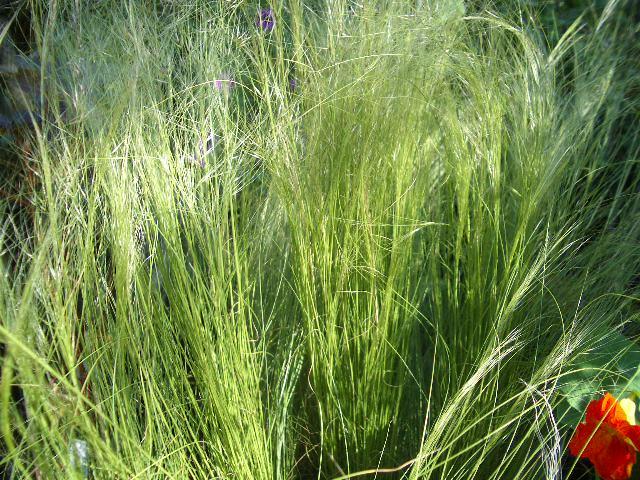 Kavyl péřovitý 'Ponytails' - Stipa tenuissima 'Ponytails'