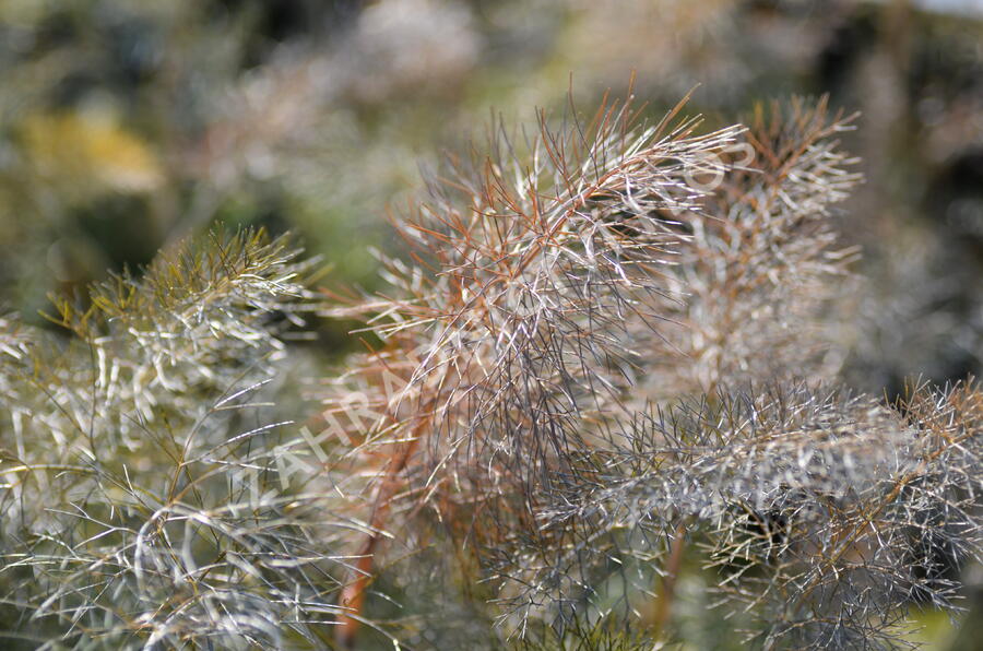 Fenykl obecný 'Smokey' - Foeniculum vulgare 'Smokey'