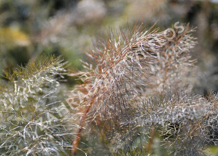 Fenykl obecný 'Smokey' - Foeniculum vulgare 'Smokey'