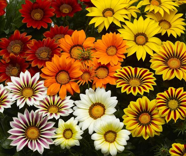 Gazánie zářivá 'Kiss Frosty Mix' - Gazania rigens 'Kiss Frosty Mix'