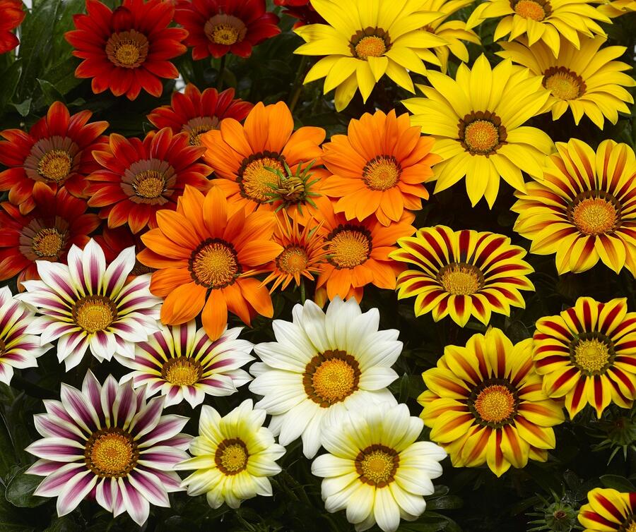 Gazánie zářivá 'Kiss Frosty Mix' - Gazania rigens 'Kiss Frosty Mix'