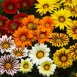 Gazánie zářivá 'Kiss Frosty Mix' - Gazania rigens 'Kiss Frosty Mix'