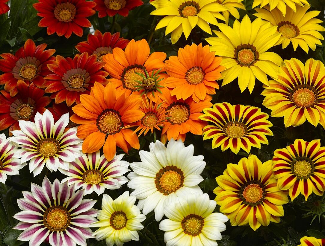Gazánie zářivá 'Kiss Frosty Mix' - Gazania rigens 'Kiss Frosty Mix'
