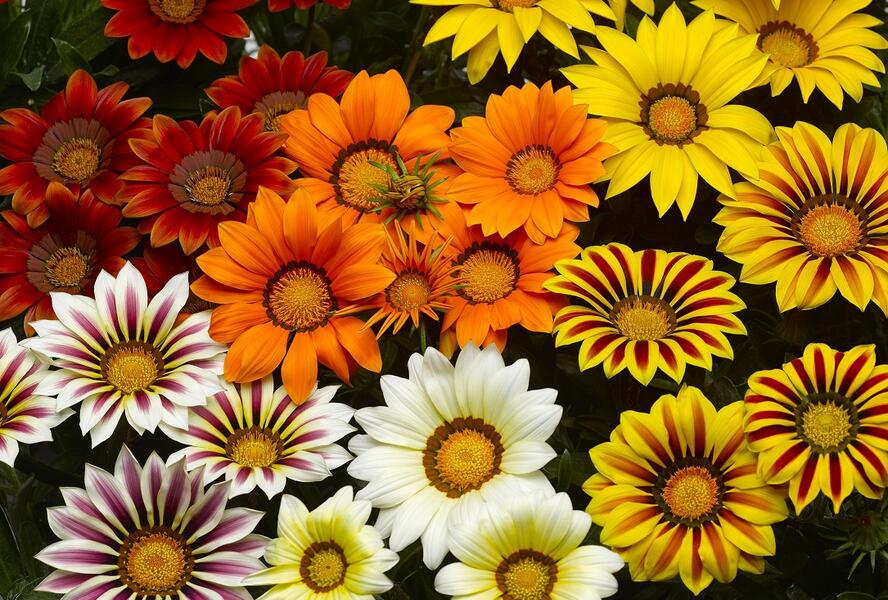 Gazánie zářivá 'Kiss Frosty Mix' - Gazania rigens 'Kiss Frosty Mix'