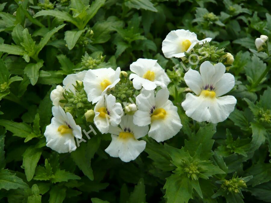 Hledíkovka 'Angelart Almond' - Nemesia hybrida 'Angelart Almond'