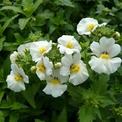 Hledíkovka 'Angelart Almond' - Nemesia hybrida 'Angelart Almond'