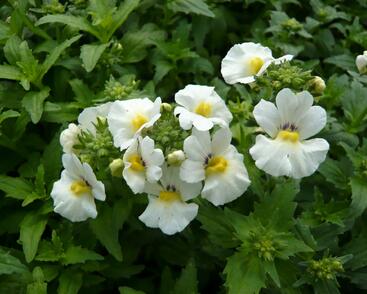 Hledíkovka 'Angelart Almond'