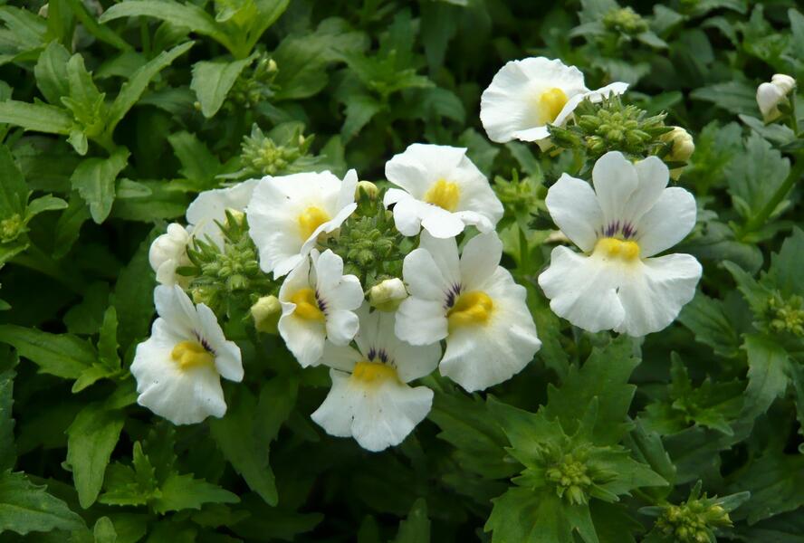 Hledíkovka 'Angelart Almond' - Nemesia hybrida 'Angelart Almond'