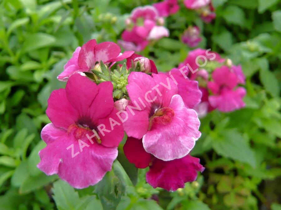 Hledíkovka 'Angelart Raspberry' - Nemesia hybrida 'Angelart Raspberry'