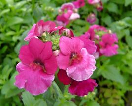 Hledíkovka 'Angelart Raspberry'