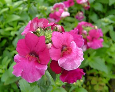 Hledíkovka 'Angelart Raspberry'