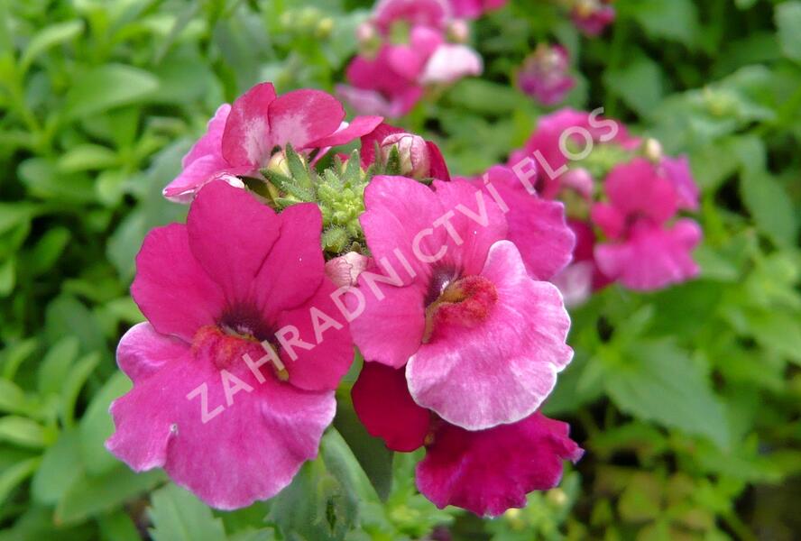 Hledíkovka 'Angelart Raspberry' - Nemesia hybrida 'Angelart Raspberry'