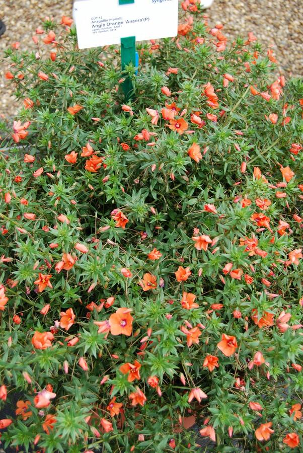 Drchnička velkokvětá 'Angie Orange' - Anagalis monelli 'Angie Orange'