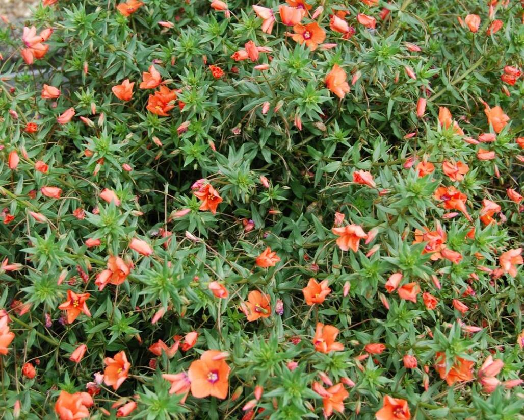 Drchnička velkokvětá 'Angie Orange' - Anagalis monelli 'Angie Orange'