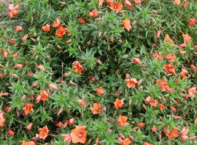 Drchnička velkokvětá 'Angie Orange' - Anagalis monelli 'Angie Orange'