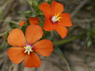 Drchnička velkokvětá 'Angie Orange' - Anagalis monelli 'Angie Orange'
