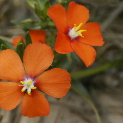 Drchnička velkokvětá 'Angie Orange' - Anagalis monelli 'Angie Orange'