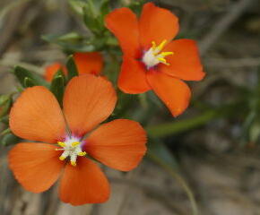 Drchnička velkokvětá 'Angie Orange' - Anagalis monelli 'Angie Orange'