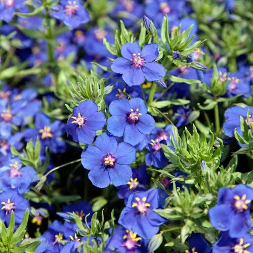 Drchnička velkokvětá 'Angie Blue' - Anagalis monelli 'Angie Blue'