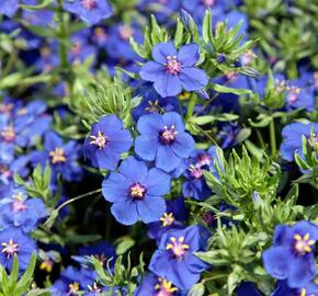 Drchnička velkokvětá 'Angie Blue' - Anagalis monelli 'Angie Blue'