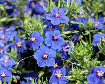 Drchnička velkokvětá 'Angie Blue'