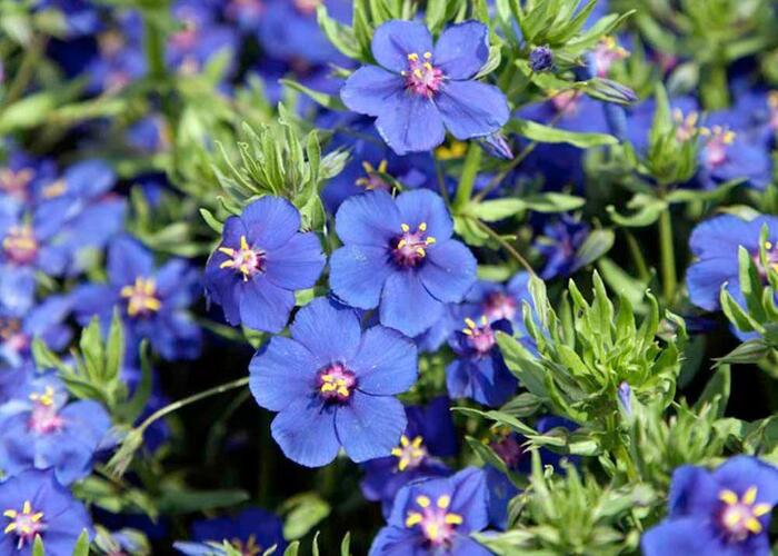 Drchnička velkokvětá 'Angie Blue' - Anagalis monelli 'Angie Blue'