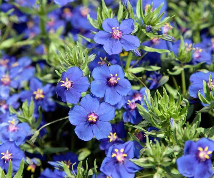 Drchnička velkokvětá 'Angie Blue' - Anagalis monelli 'Angie Blue'