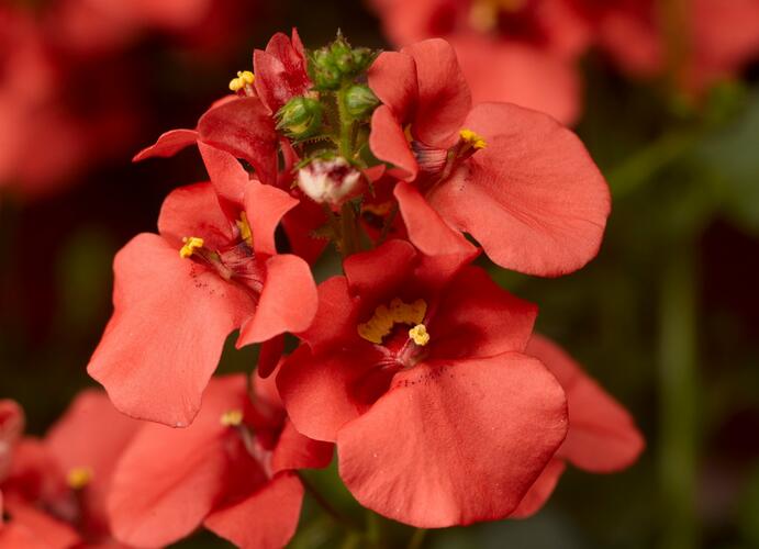 Ostruhatka 'Dark Orange' - Diascia elegans 'Dark Orange'