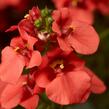 Ostruhatka 'Dark Orange' - Diascia elegans 'Dark Orange'