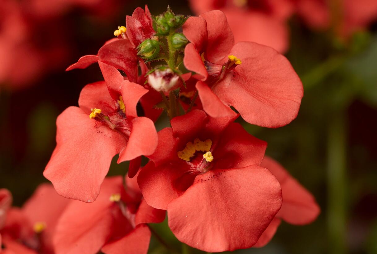 Ostruhatka 'Dark Orange' - Diascia elegans 'Dark Orange'