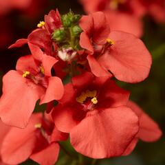 Ostruhatka 'Dark Orange' - Diascia elegans 'Dark Orange'