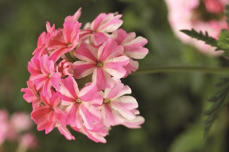 Sporýš 'Lanai Sweet Stripe' - Verbena 'Lanai Sweet Stripe'