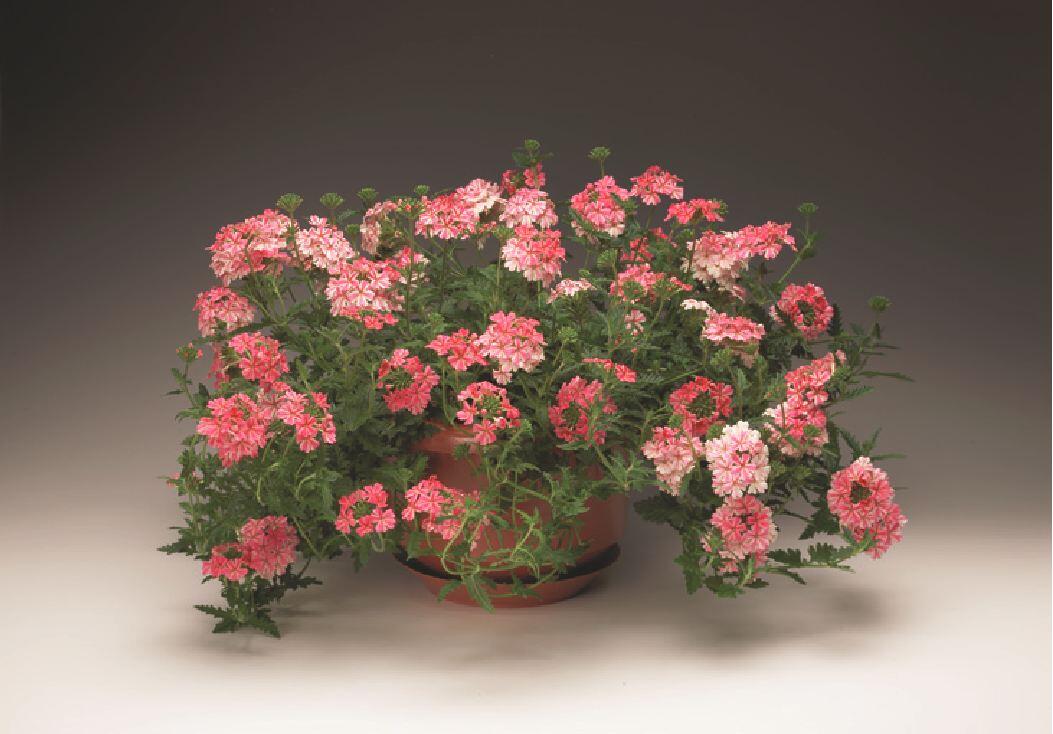 Sporýš 'Lanai Sweet Stripe' - Verbena 'Lanai Sweet Stripe'