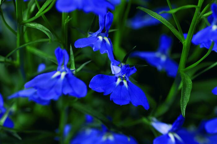 Lobelka převislá 'Angel Compact Dark Blue' - Lobelia richardii 'Angel Compact Dark Blue'