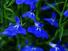 Lobelka převislá 'Angel Compact Dark Blue' - Lobelia richardii 'Angel Compact Dark Blue'