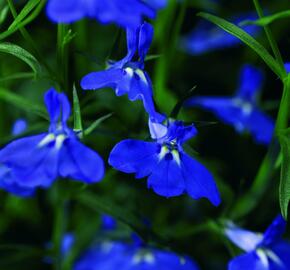 Lobelka převislá 'Angel Compact Dark Blue' - Lobelia richardii 'Angel Compact Dark Blue'