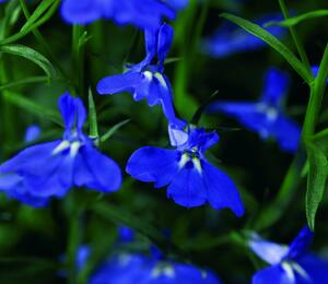 Lobelka převislá 'Angel Dark Blue' - Lobelia richardii 'Angel Dark Blue'