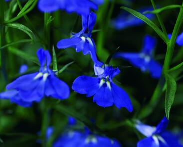 Lobelka převislá 'Angel Compact Dark Blue'