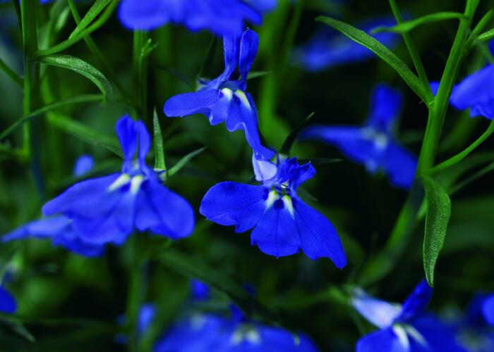 Lobelka převislá 'Angel Compact Dark Blue' - Lobelia richardii 'Angel Compact Dark Blue'