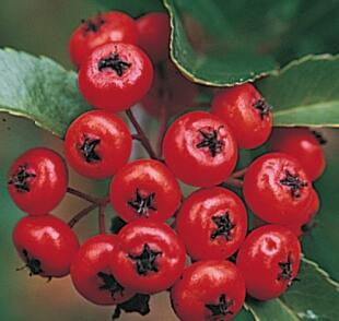 Hlohyně šarlatová 'Mohave'