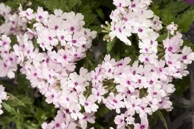 Verbena, sporýš 'Vectura Soft Pink Eye' - Verbena 'Vectura Soft Pink Eye'