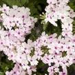 Verbena, sporýš 'Vectura Soft Pink Eye' - Verbena 'Vectura Soft Pink Eye'