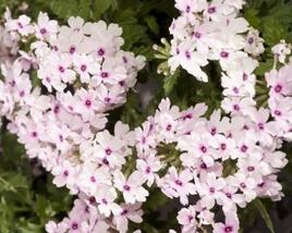 Sporýš 'Vectura Soft Pink Eye'