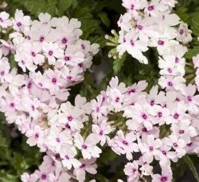 Verbena, sporýš 'Vectura Soft Pink Eye' - Verbena 'Vectura Soft Pink Eye'