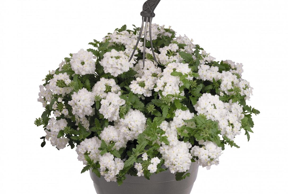 Sporýš 'Vanessa White' - Verbena hybrida 'Vanessa White'