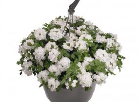 Sporýš 'Vanessa White' - Verbena hybrida 'Vanessa White'
