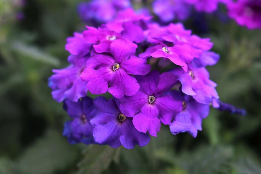 Verbena, sporýš 'Empress Sun Violet' - Verbena hybrida 'Empress Sun Violet'