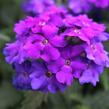 Verbena, sporýš 'Empress Sun Violet' - Verbena hybrida 'Empress Sun Violet'